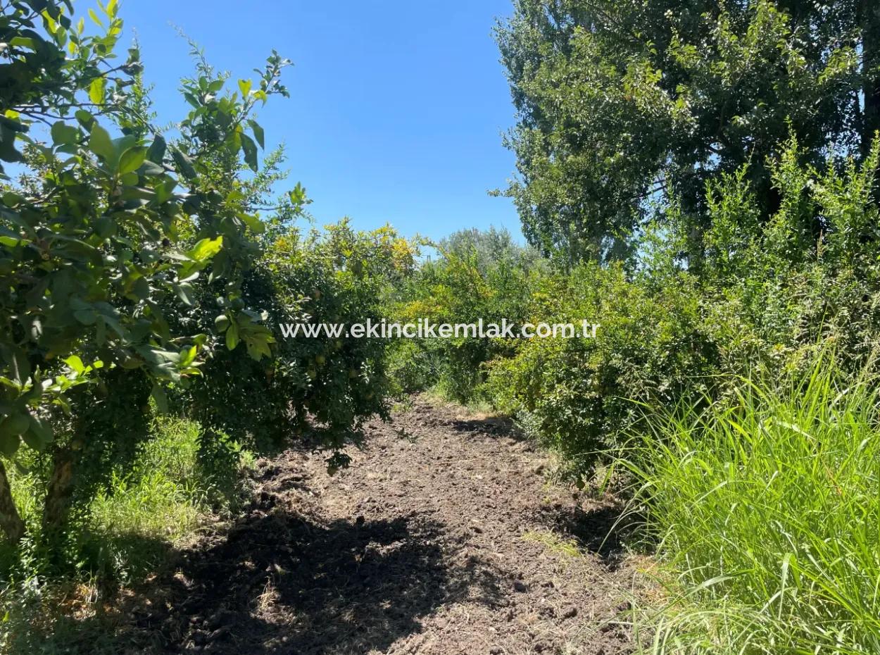 Tepearasın'da Yol Sıfır 6820M2 Nar Ve Limon Bahçesi Satılıktır