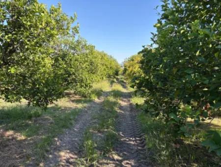 Eskiköy'de 6150M2 Satılık Limon Ve Nar Bahçesi